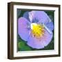 Purple Flower-Scott Westmoreland-Framed Art Print