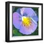 Purple Flower-Scott Westmoreland-Framed Art Print