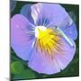 Purple Flower-Scott Westmoreland-Mounted Art Print