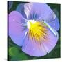 Purple Flower-Scott Westmoreland-Stretched Canvas