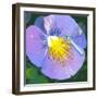 Purple Flower-Scott Westmoreland-Framed Art Print