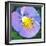 Purple Flower-Scott Westmoreland-Framed Art Print