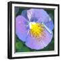 Purple Flower-Scott Westmoreland-Framed Art Print