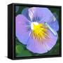 Purple Flower-Scott Westmoreland-Framed Stretched Canvas