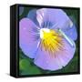 Purple Flower-Scott Westmoreland-Framed Stretched Canvas