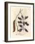 Purple Flowered Cowhage Dolichos, Dolichos Pruriens-James Sowerby-Framed Giclee Print