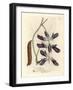 Purple Flowered Cowhage Dolichos, Dolichos Pruriens-James Sowerby-Framed Giclee Print