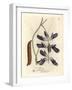 Purple Flowered Cowhage Dolichos, Dolichos Pruriens-James Sowerby-Framed Giclee Print