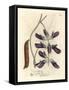 Purple Flowered Cowhage Dolichos, Dolichos Pruriens-James Sowerby-Framed Stretched Canvas