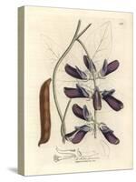 Purple Flowered Cowhage Dolichos, Dolichos Pruriens-James Sowerby-Stretched Canvas