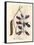 Purple Flowered Cowhage Dolichos, Dolichos Pruriens-James Sowerby-Framed Stretched Canvas