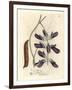 Purple Flowered Cowhage Dolichos, Dolichos Pruriens-James Sowerby-Framed Giclee Print