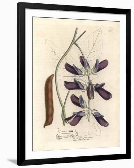 Purple Flowered Cowhage Dolichos, Dolichos Pruriens-James Sowerby-Framed Giclee Print