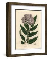 Purple Flowered Dwarf Elder Tree, Sambucus Ebulus-James Sowerby-Framed Giclee Print