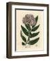 Purple Flowered Dwarf Elder Tree, Sambucus Ebulus-James Sowerby-Framed Giclee Print