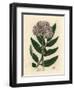 Purple Flowered Dwarf Elder Tree, Sambucus Ebulus-James Sowerby-Framed Giclee Print