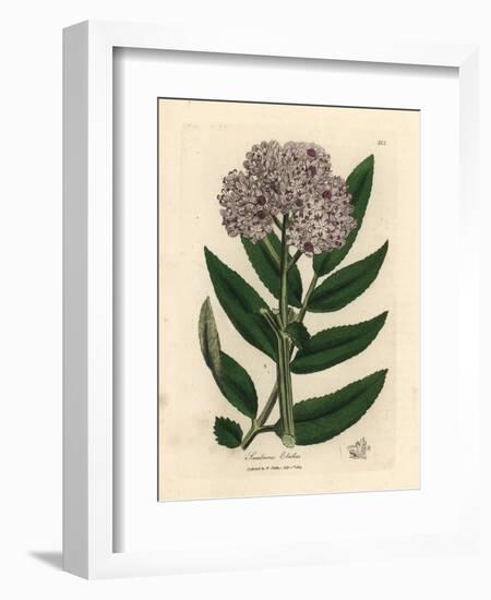 Purple Flowered Dwarf Elder Tree, Sambucus Ebulus-James Sowerby-Framed Giclee Print