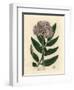 Purple Flowered Dwarf Elder Tree, Sambucus Ebulus-James Sowerby-Framed Giclee Print