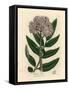 Purple Flowered Dwarf Elder Tree, Sambucus Ebulus-James Sowerby-Framed Stretched Canvas