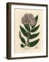 Purple Flowered Dwarf Elder Tree, Sambucus Ebulus-James Sowerby-Framed Giclee Print