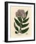 Purple Flowered Dwarf Elder Tree, Sambucus Ebulus-James Sowerby-Framed Giclee Print