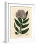 Purple Flowered Dwarf Elder Tree, Sambucus Ebulus-James Sowerby-Framed Giclee Print