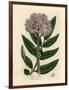 Purple Flowered Dwarf Elder Tree, Sambucus Ebulus-James Sowerby-Framed Giclee Print