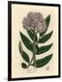 Purple Flowered Dwarf Elder Tree, Sambucus Ebulus-James Sowerby-Framed Giclee Print