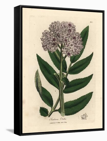 Purple Flowered Dwarf Elder Tree, Sambucus Ebulus-James Sowerby-Framed Stretched Canvas