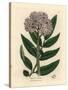 Purple Flowered Dwarf Elder Tree, Sambucus Ebulus-James Sowerby-Stretched Canvas