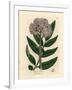 Purple Flowered Dwarf Elder Tree, Sambucus Ebulus-James Sowerby-Framed Giclee Print