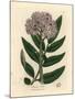 Purple Flowered Dwarf Elder Tree, Sambucus Ebulus-James Sowerby-Mounted Giclee Print