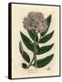 Purple Flowered Dwarf Elder Tree, Sambucus Ebulus-James Sowerby-Framed Stretched Canvas