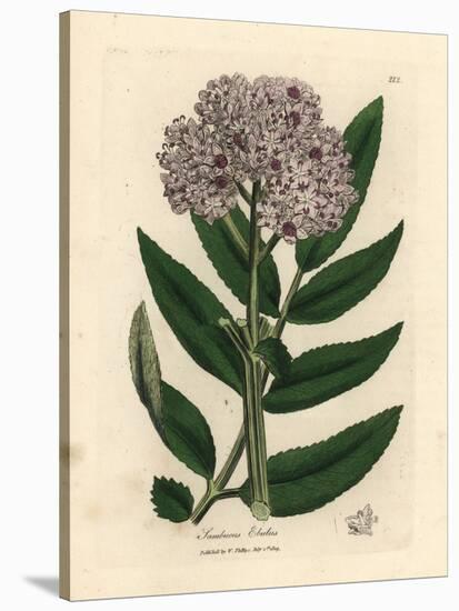 Purple Flowered Dwarf Elder Tree, Sambucus Ebulus-James Sowerby-Stretched Canvas