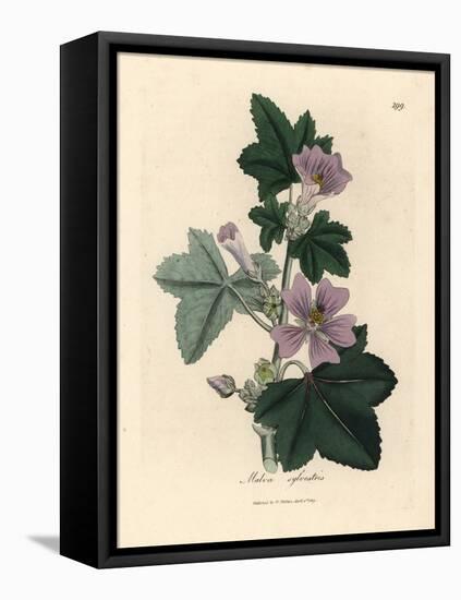 Purple Flowered Mallow, Malva Sylvestris-James Sowerby-Framed Stretched Canvas
