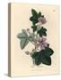 Purple Flowered Mallow, Malva Sylvestris-James Sowerby-Stretched Canvas