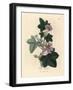 Purple Flowered Mallow, Malva Sylvestris-James Sowerby-Framed Giclee Print