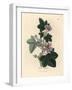 Purple Flowered Mallow, Malva Sylvestris-James Sowerby-Framed Giclee Print