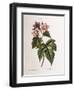 Purple-Flowering Raspberry (Rubus Odoratus)-null-Framed Giclee Print