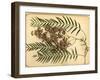 Purple Flowers, 1870S-Pietro Guidi-Framed Giclee Print