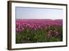 Purple Flowers in a Field in Spring-Jan Marijs-Framed Photographic Print