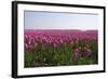 Purple Flowers in a Field in Spring-Jan Marijs-Framed Photographic Print