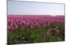 Purple Flowers in a Field in Spring-Jan Marijs-Mounted Photographic Print