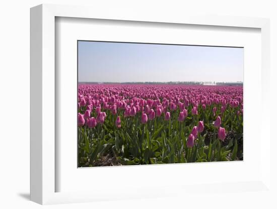 Purple Flowers in a Field in Spring-Jan Marijs-Framed Photographic Print