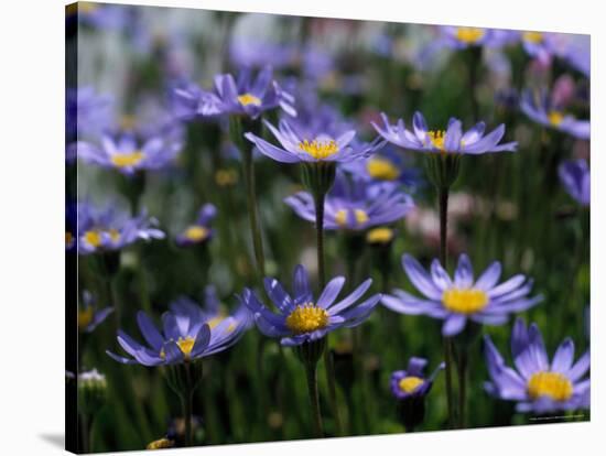 Purple Flowers-Mitch Diamond-Stretched Canvas