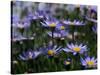 Purple Flowers-Mitch Diamond-Stretched Canvas