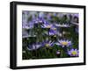 Purple Flowers-Mitch Diamond-Framed Photographic Print