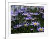 Purple Flowers-Mitch Diamond-Framed Photographic Print