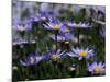 Purple Flowers-Mitch Diamond-Mounted Photographic Print