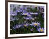 Purple Flowers-Mitch Diamond-Framed Photographic Print